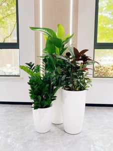 宁波花木出租设计